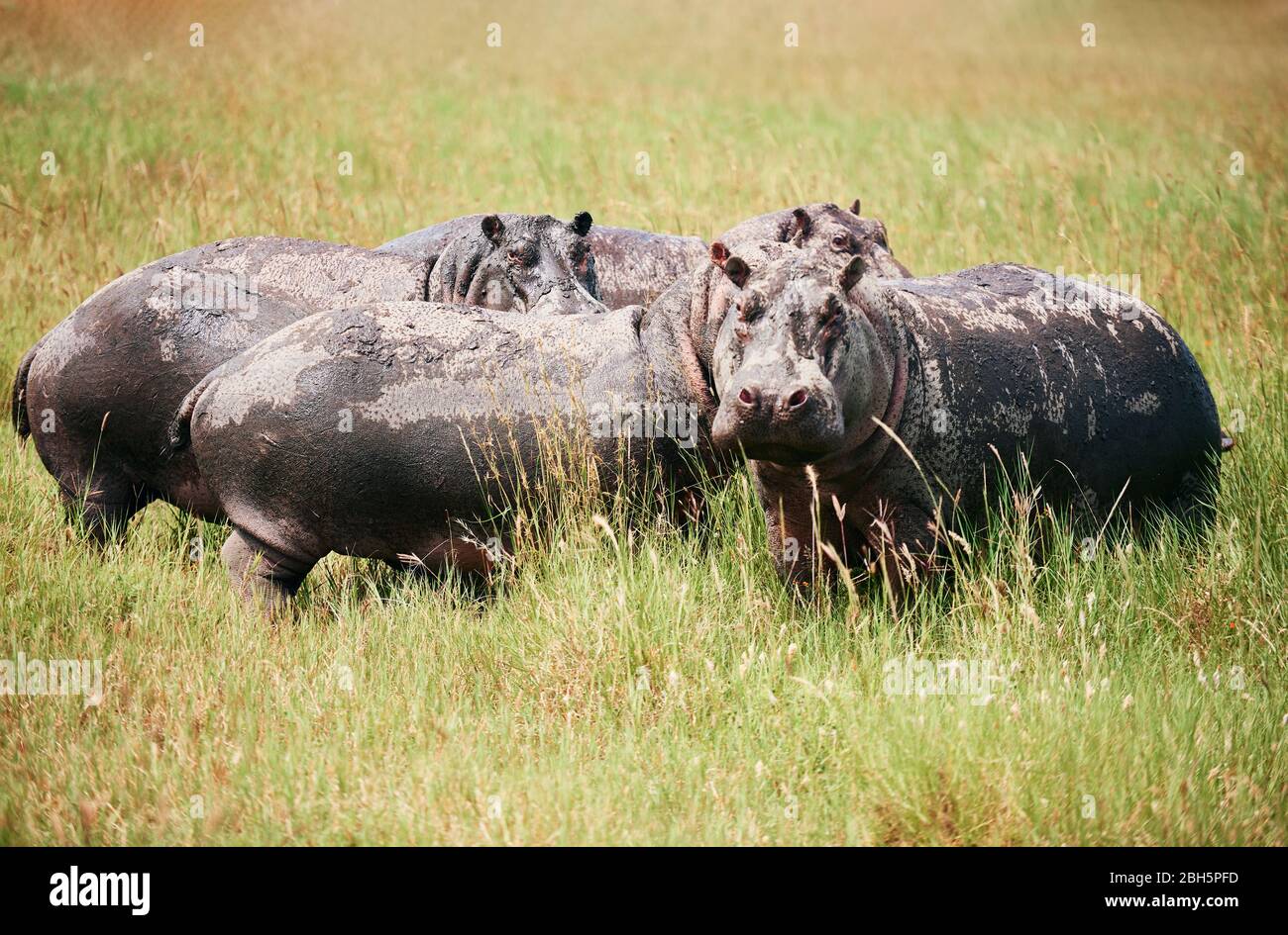 Four hippopotamuses in the grass Stock Photo