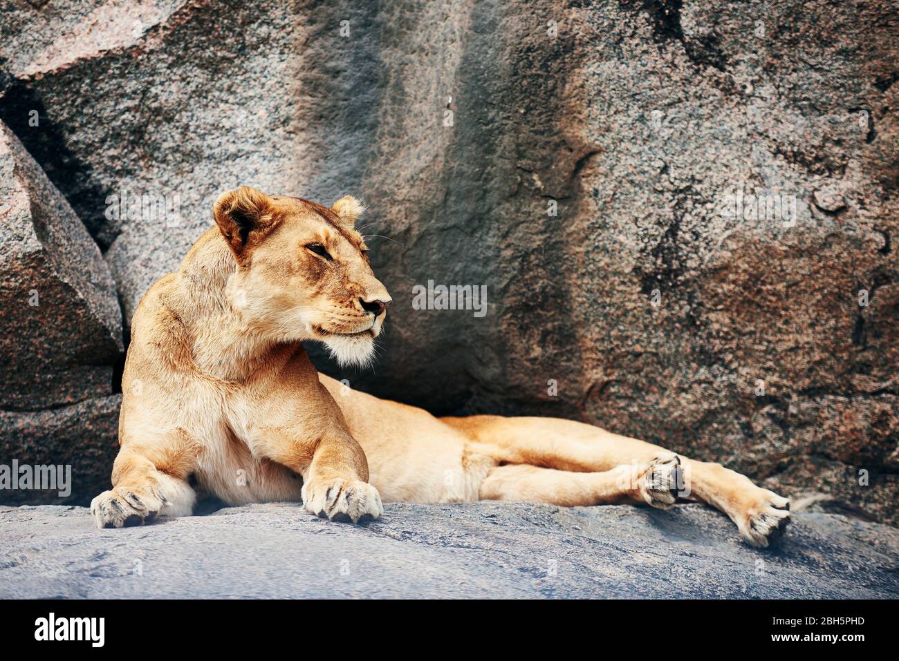 Lioness resting on the rock Stock Photo