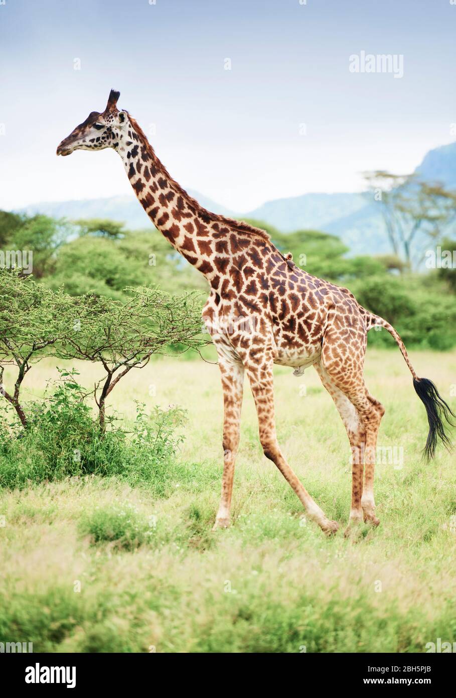 Shot of giraffe in Africa Stock Photo