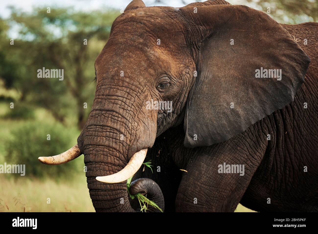 Close up of elephant in Africa Stock Photo