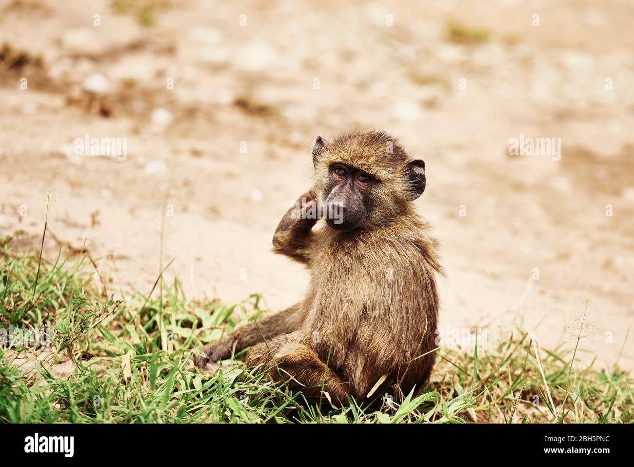 Portrait of small monkey sitting in grass Stock Photo