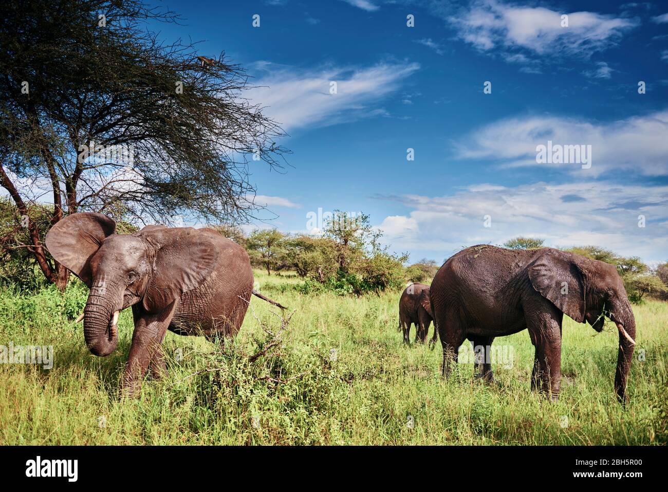 Shot of three elephants in Africa Stock Photo