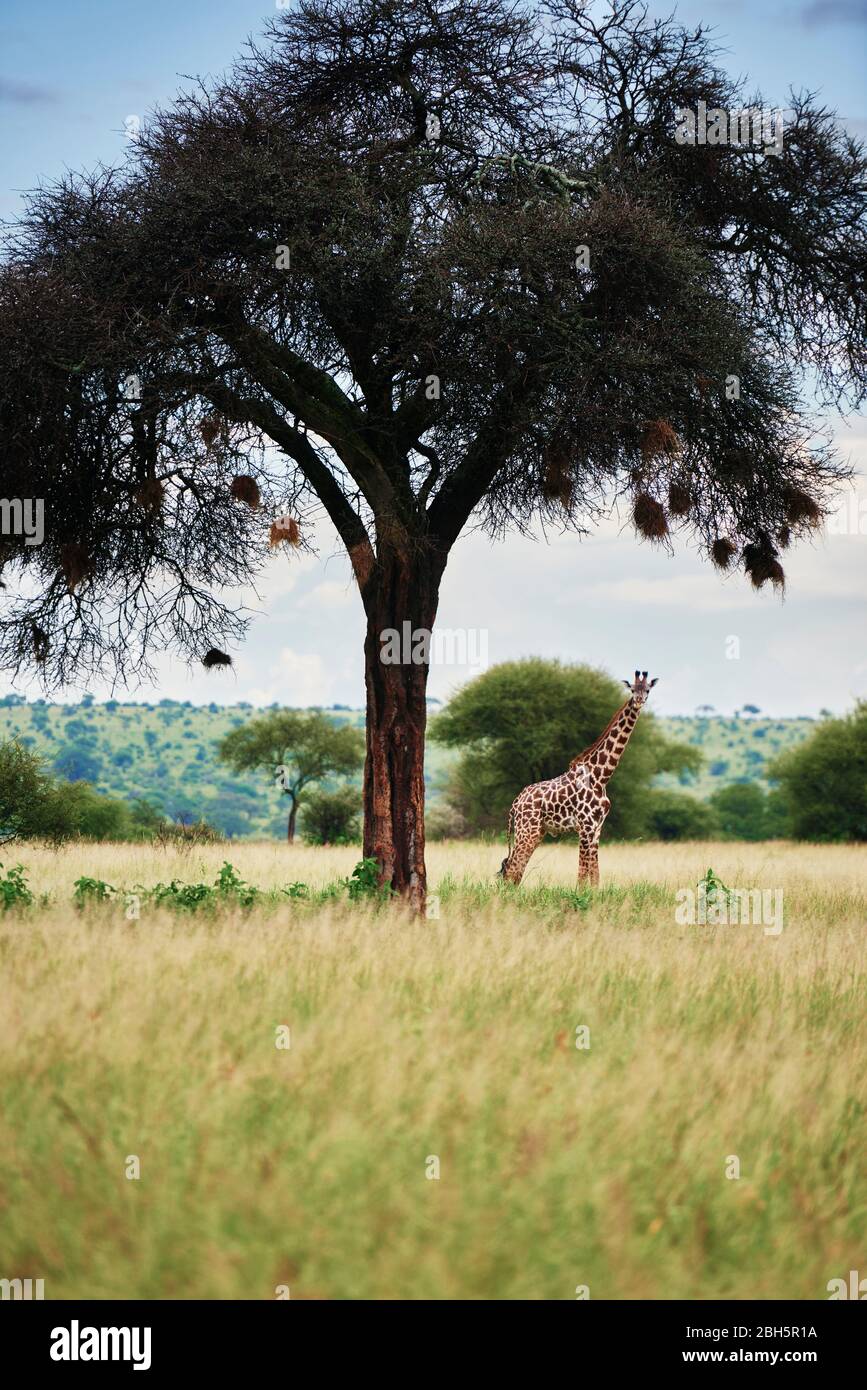 Shot of giraffe in Africa Stock Photo