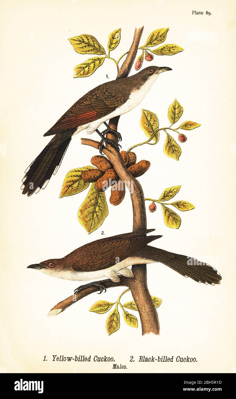 Yellow-billed cuckoo, Coccyzus americanus 1, and black-billed cuckoo, Coccyzus erythropthalmus 2, males. Chromolithograph after an ornithological illustration by John James Audubon from Benjamin Harry Warren’s Report on the Birds of Pennsylvania, E.K. Mayers, Harrisburg, 1890. Stock Photo