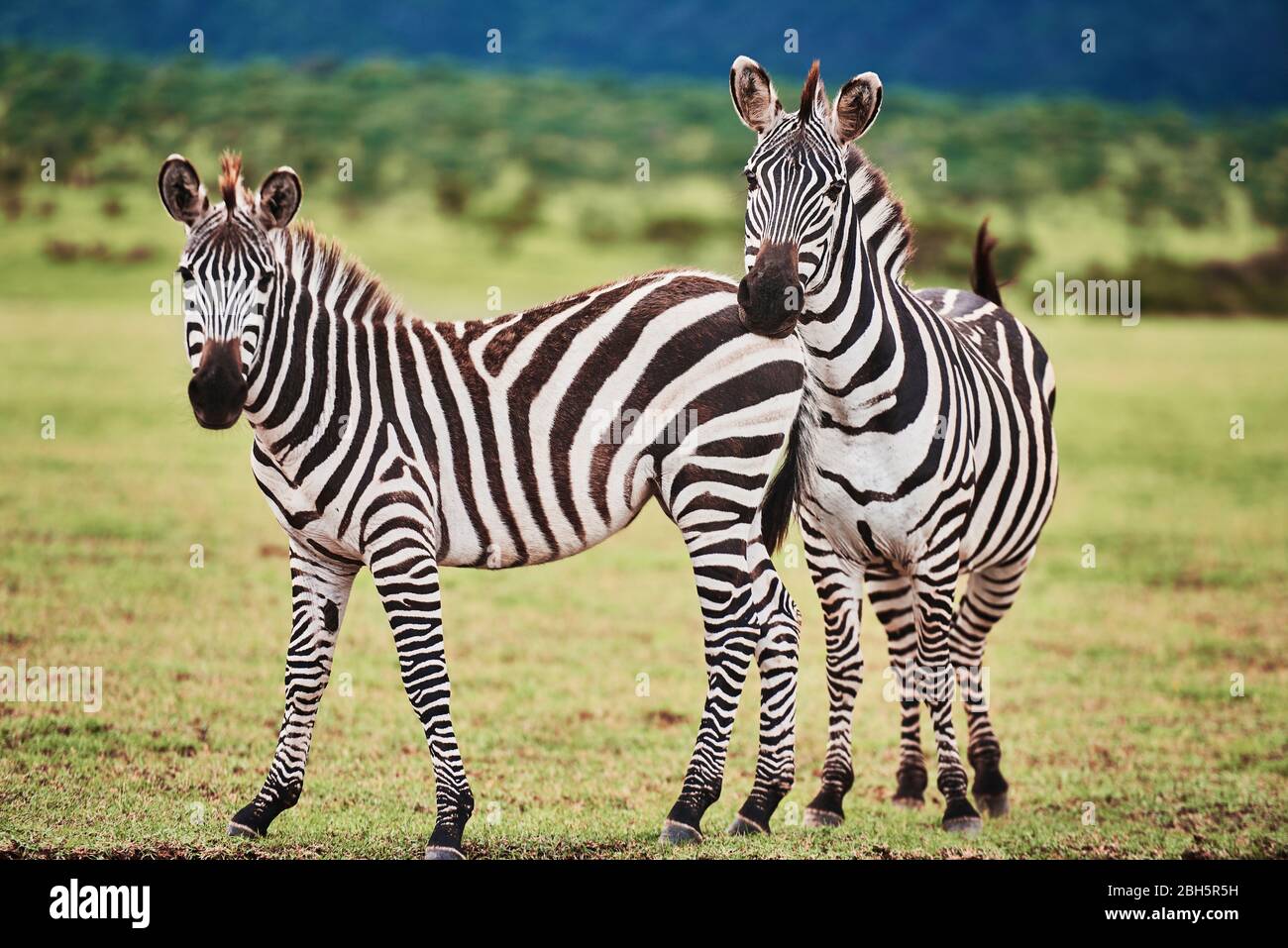 Two beautiful zebras in Africa Stock Photo