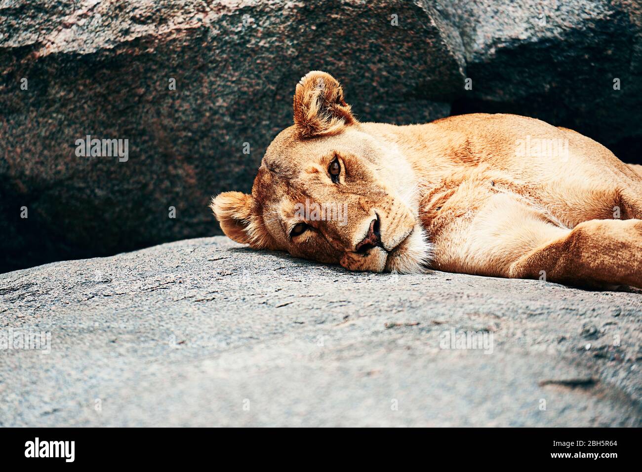 Lioness resting on the rock Stock Photo