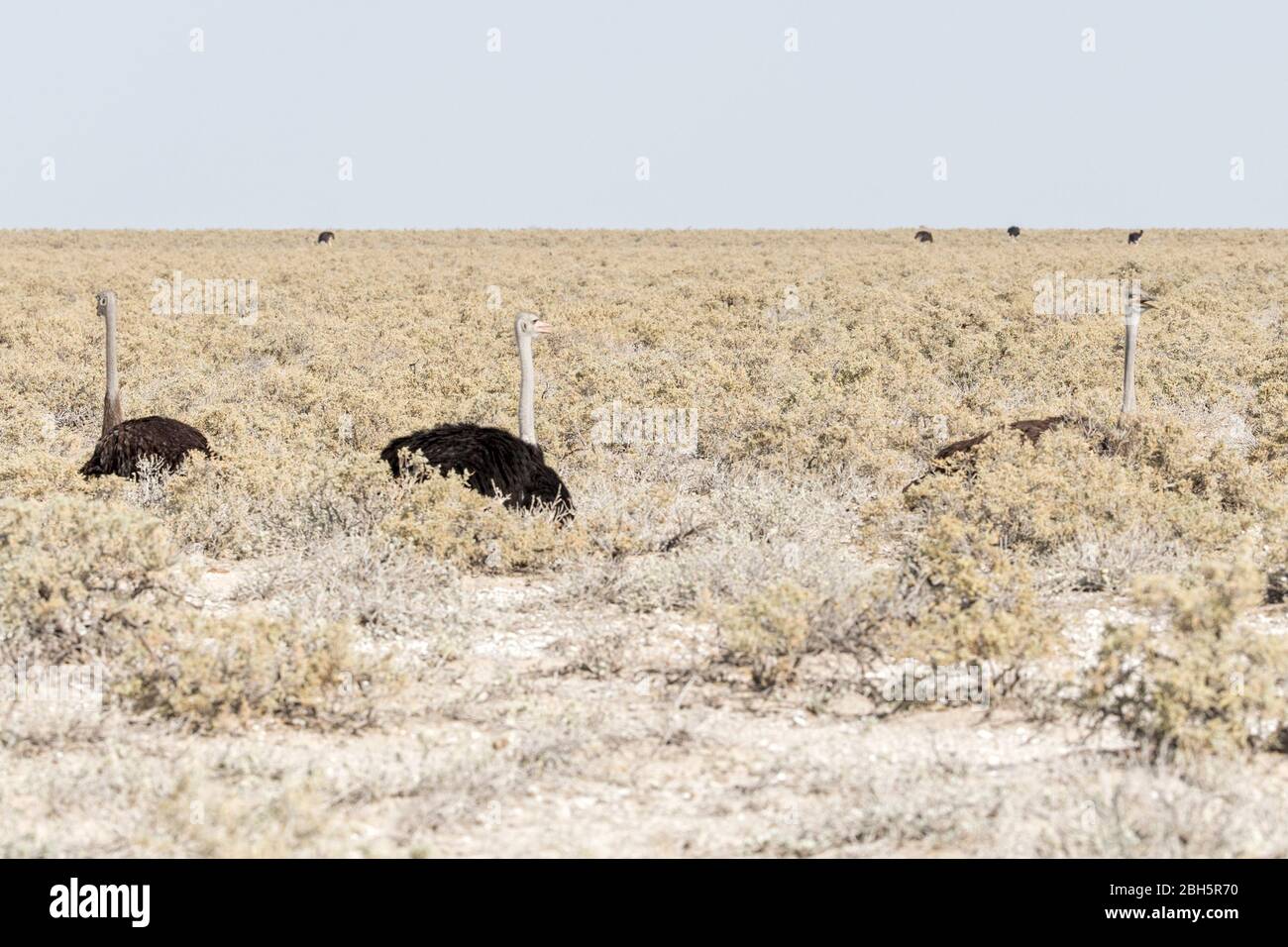 Male & Female Ostriches sitting as part of a flock, cooling with beaks open, Etosha National Park, Namibia, Africa Stock Photo