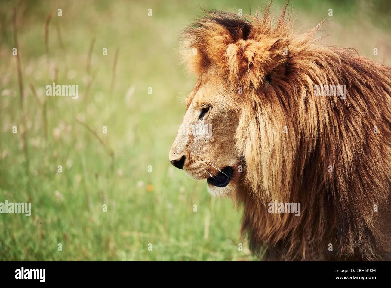 Side view of big lion in nature Stock Photo