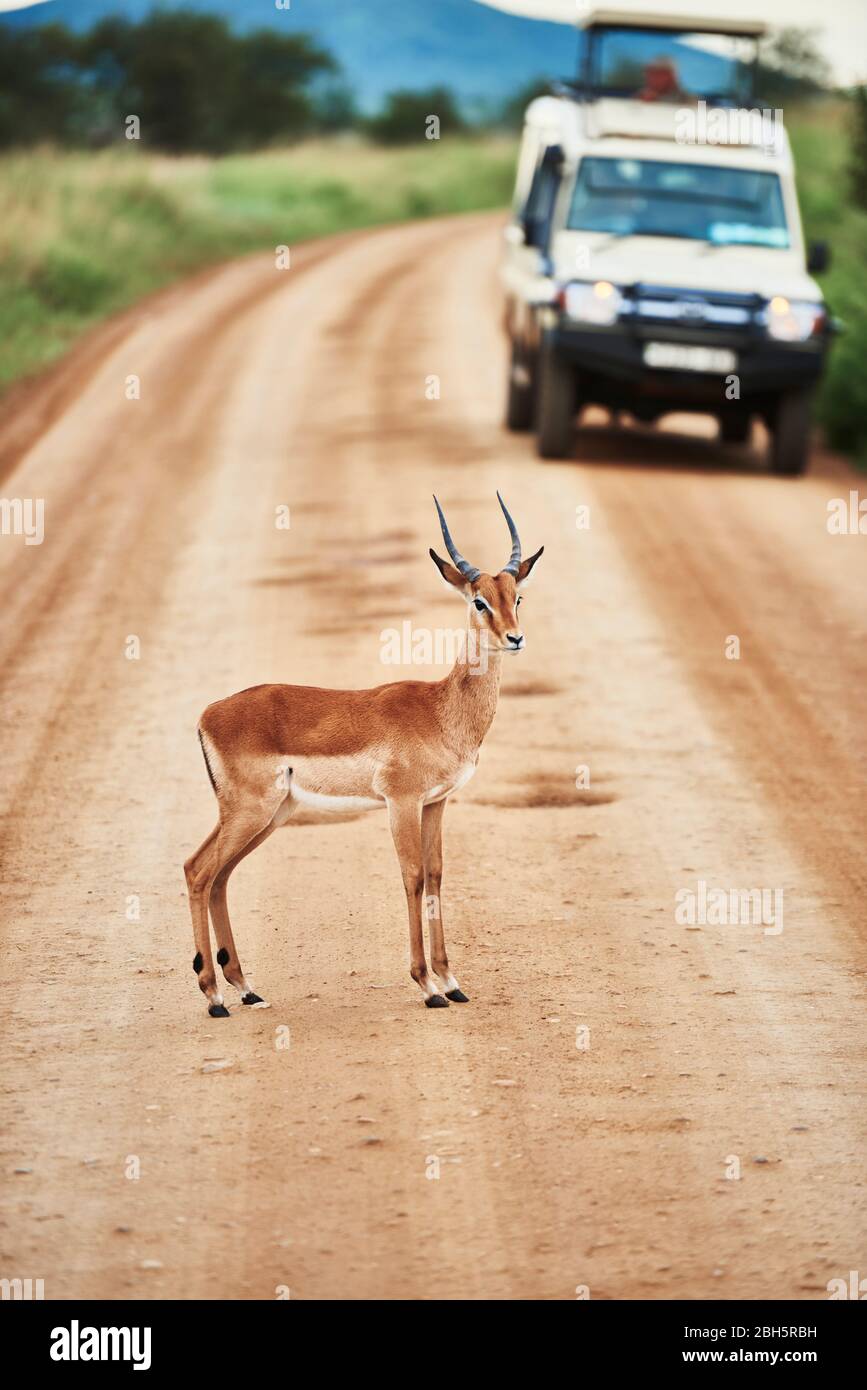Young antelope standing on road Stock Photo
