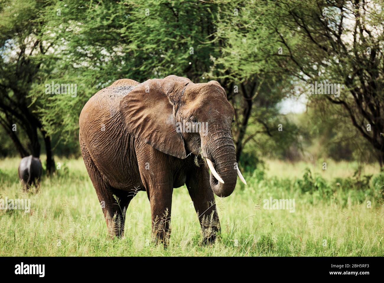 African elephant in National Park of Tanzania Stock Photo