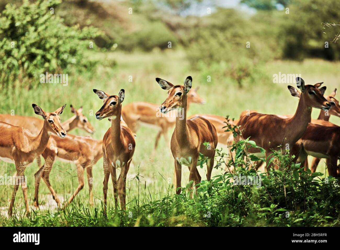 Group of antelopes in National Park of Tanzania Stock Photo