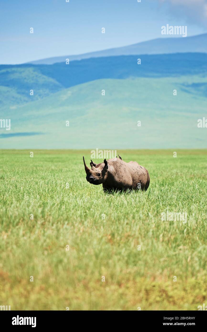 White rhinoceros in the grass Stock Photo