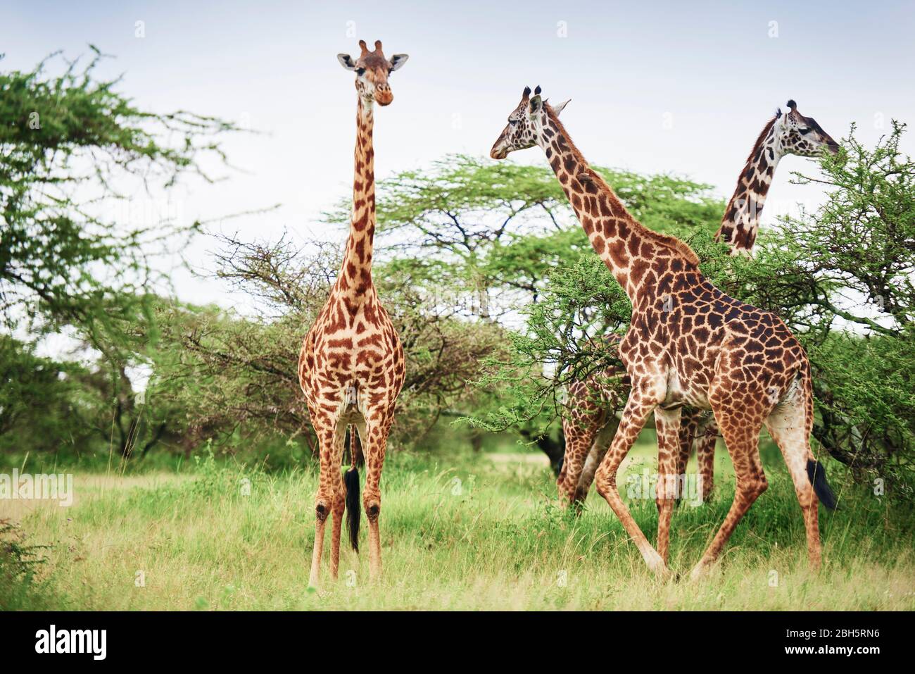 Group of giraffes in Africa Stock Photo