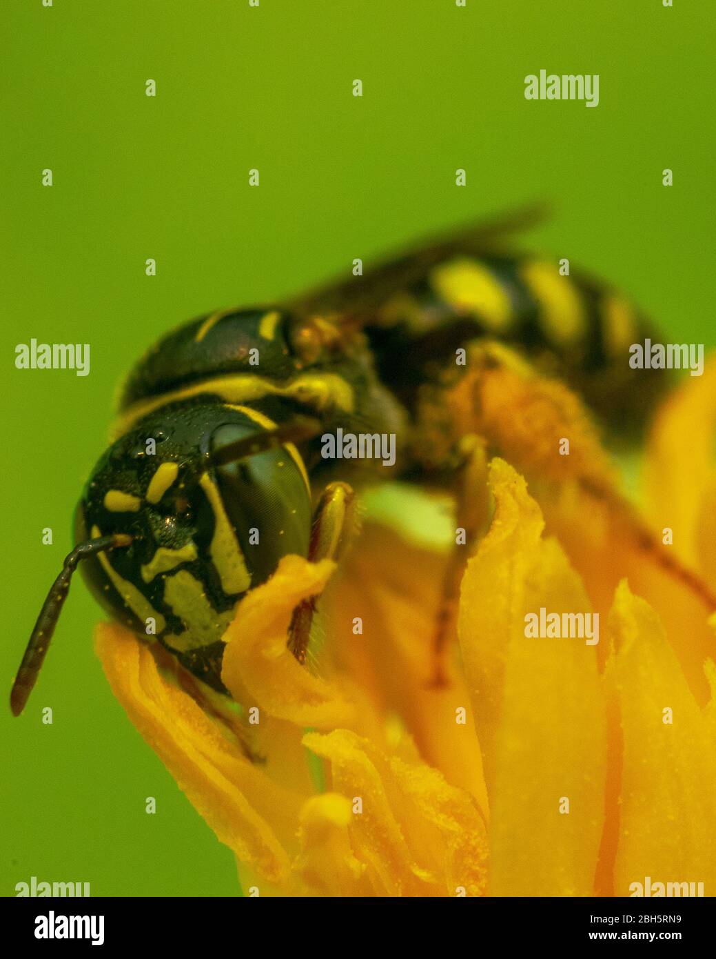 Alamy exclusive hi-res stock photography and images - Alamy