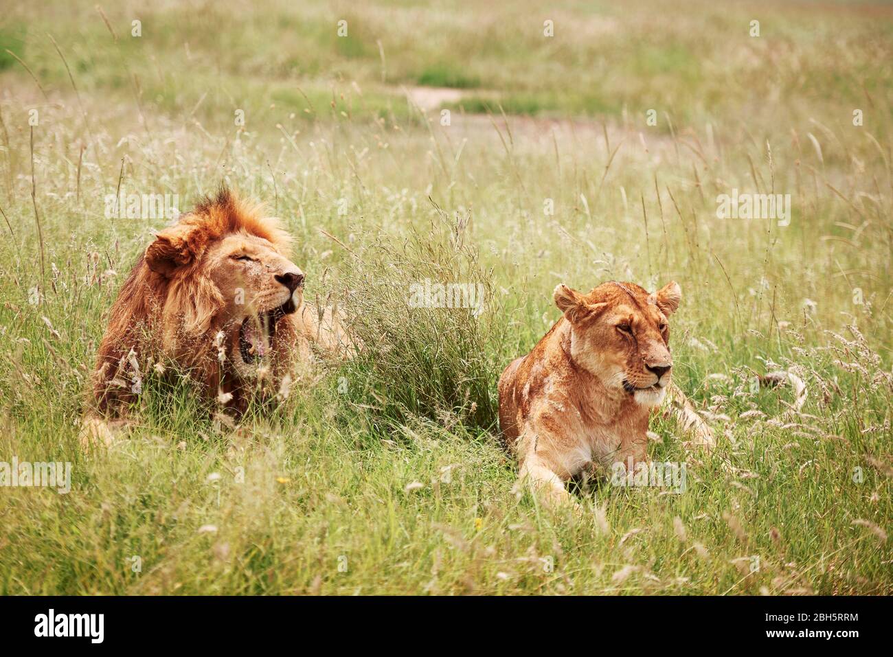 Lion and lioness lying in the grass Stock Photo