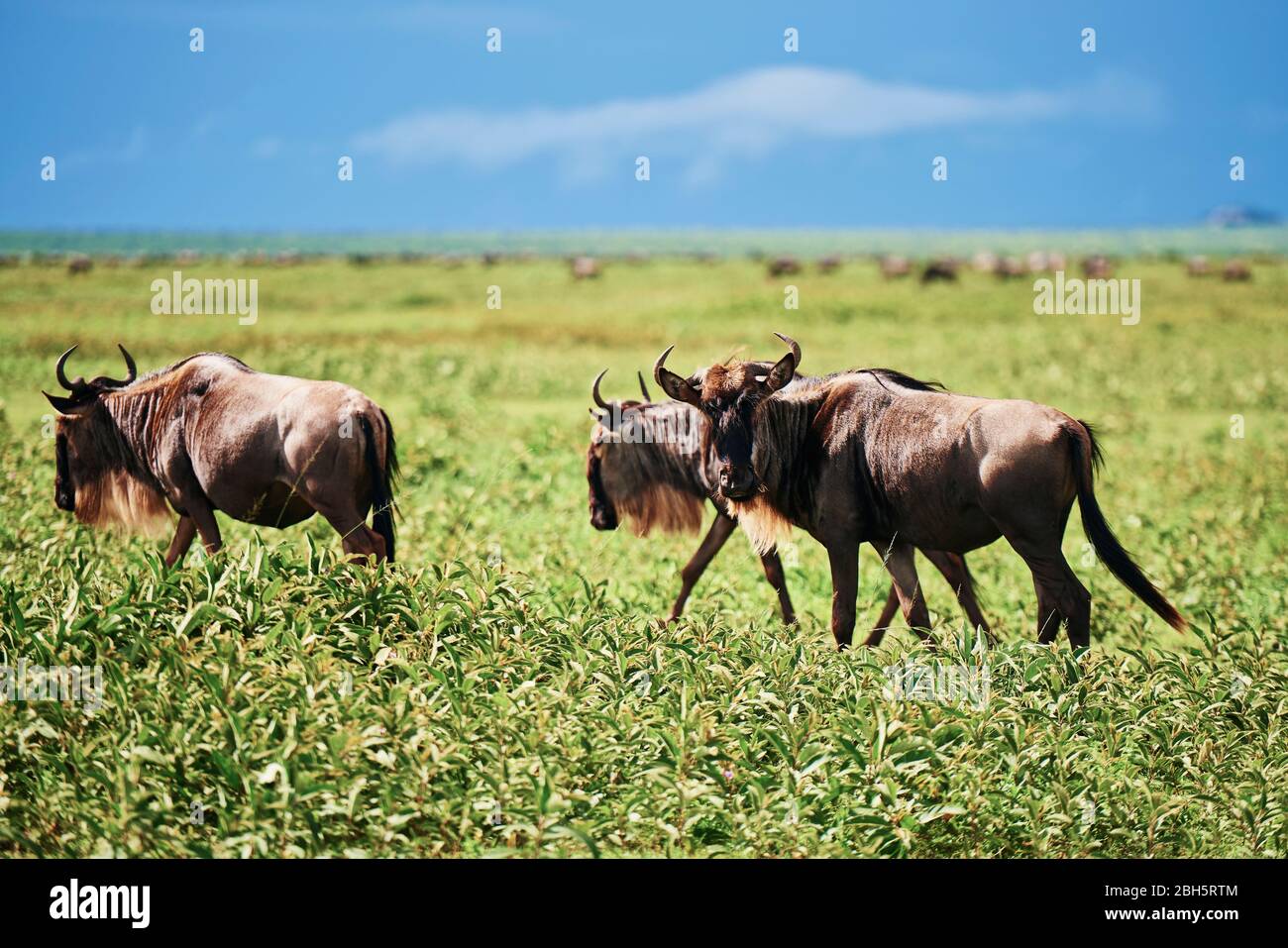 A herd of wildebeests in Africa Stock Photo