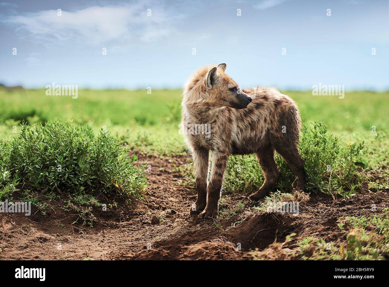 Young spotted hyena on Savannah Stock Photo