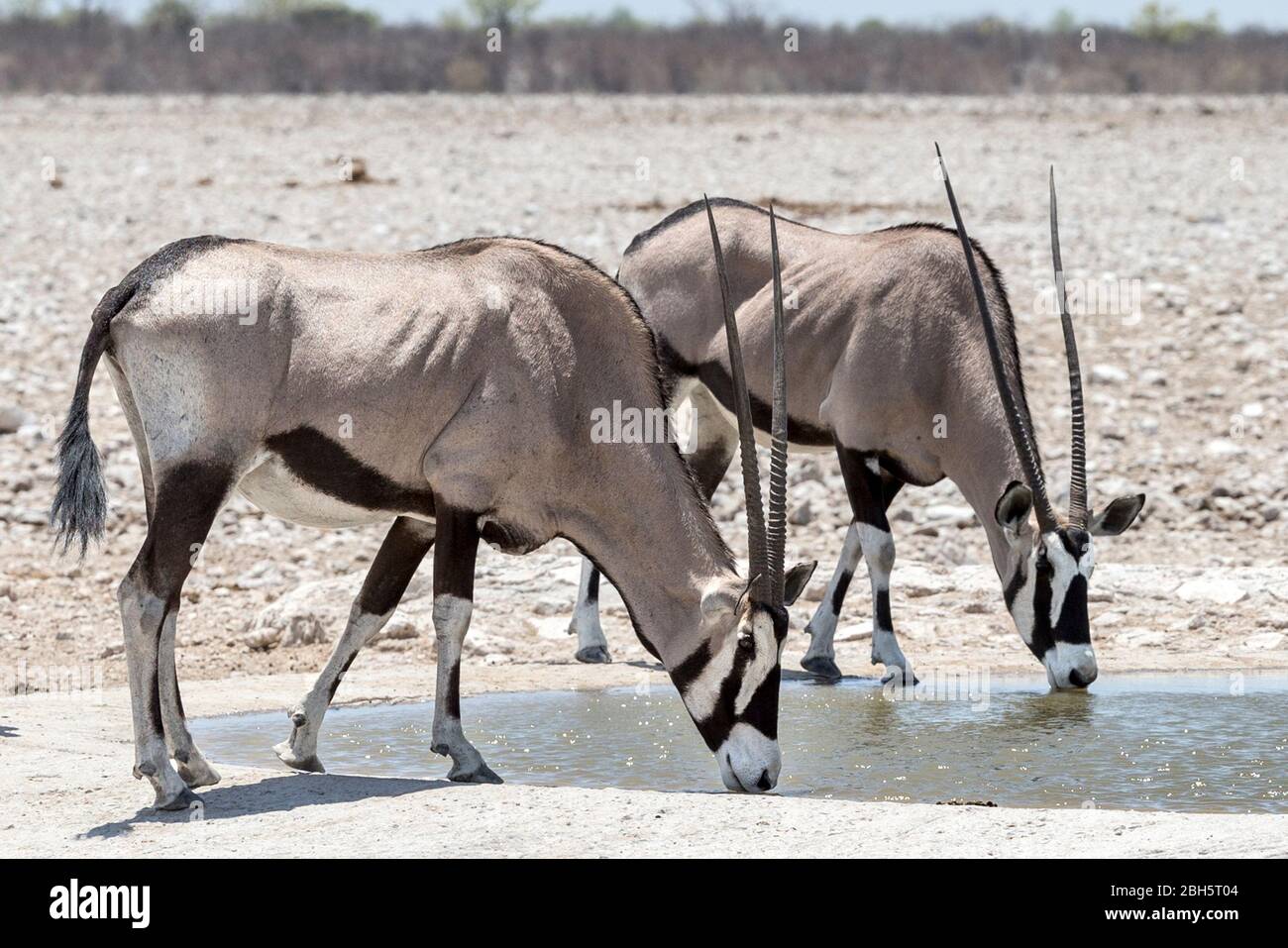 Gemsbok, Oryx, man-made waterhole, ,Etosha National Park, Namibia, Africa Stock Photo