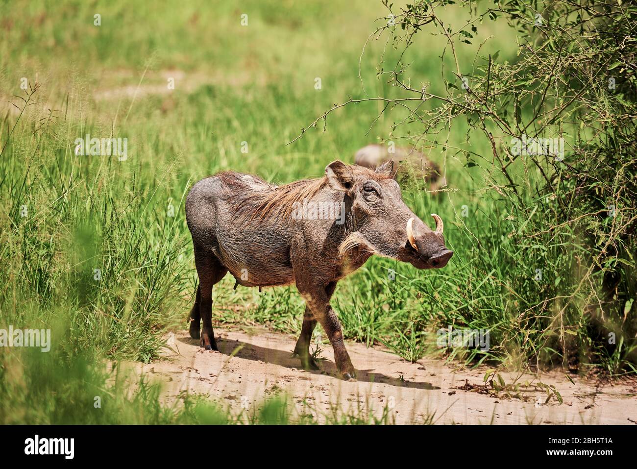 Shot of warthog in environment Stock Photo