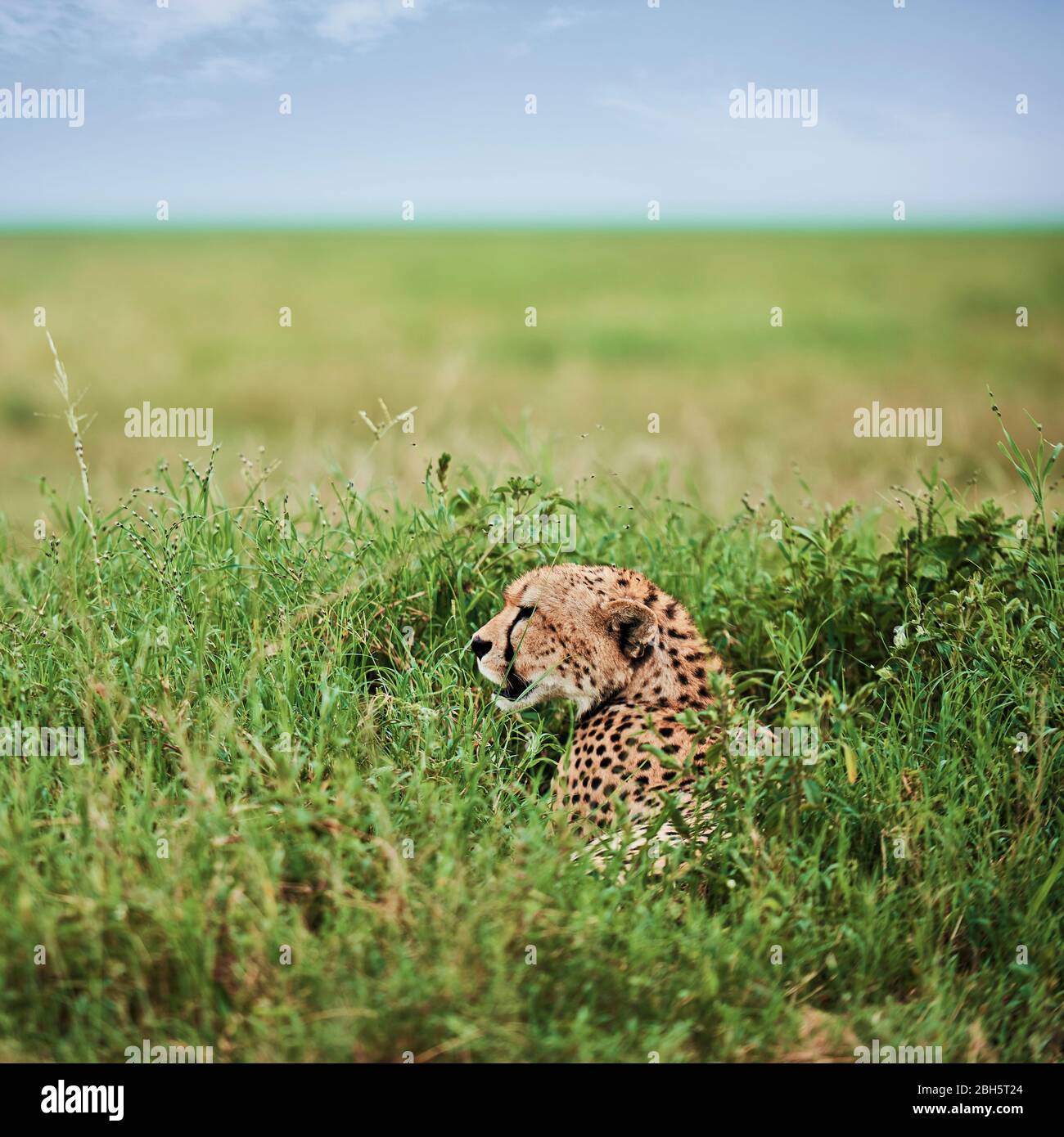 African cheetah in the grass Stock Photo