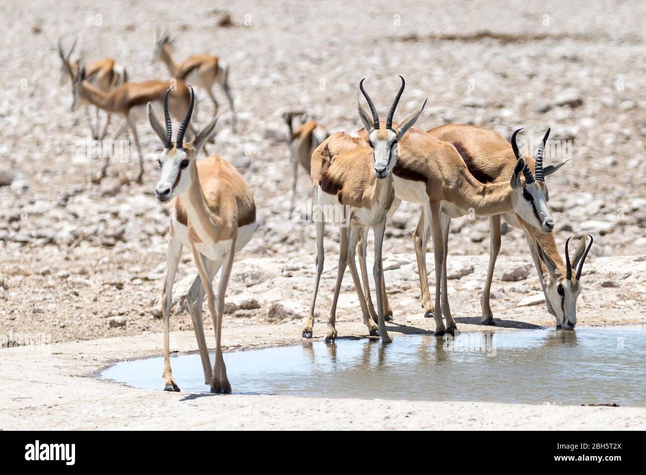 Male Springbok bachelor herd drinking at a waterhole, Etosha National Park, Namibia, Africa Stock Photo