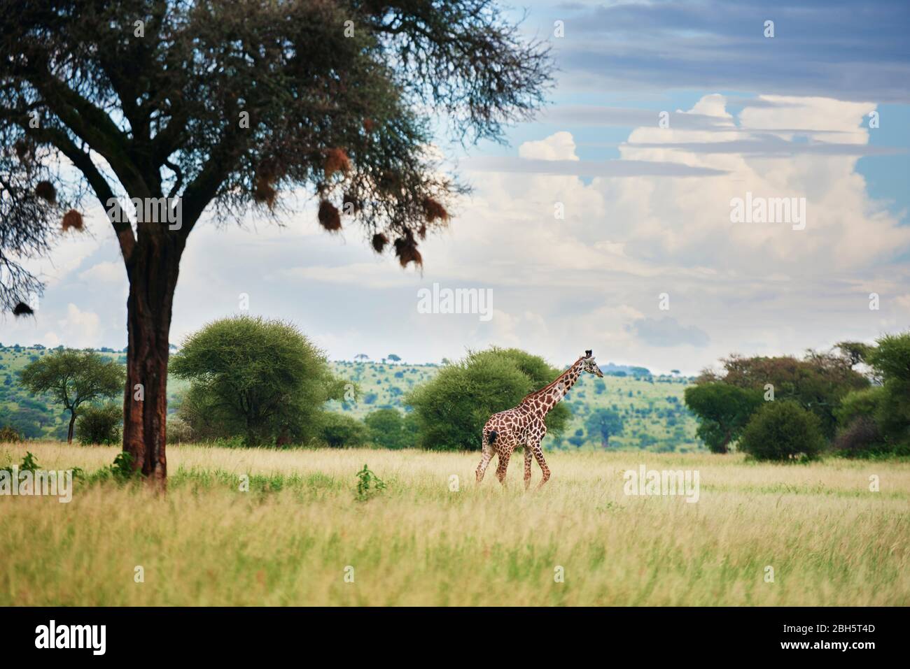 Giraffe and acacia tree in Serengeti National Park Stock Photo