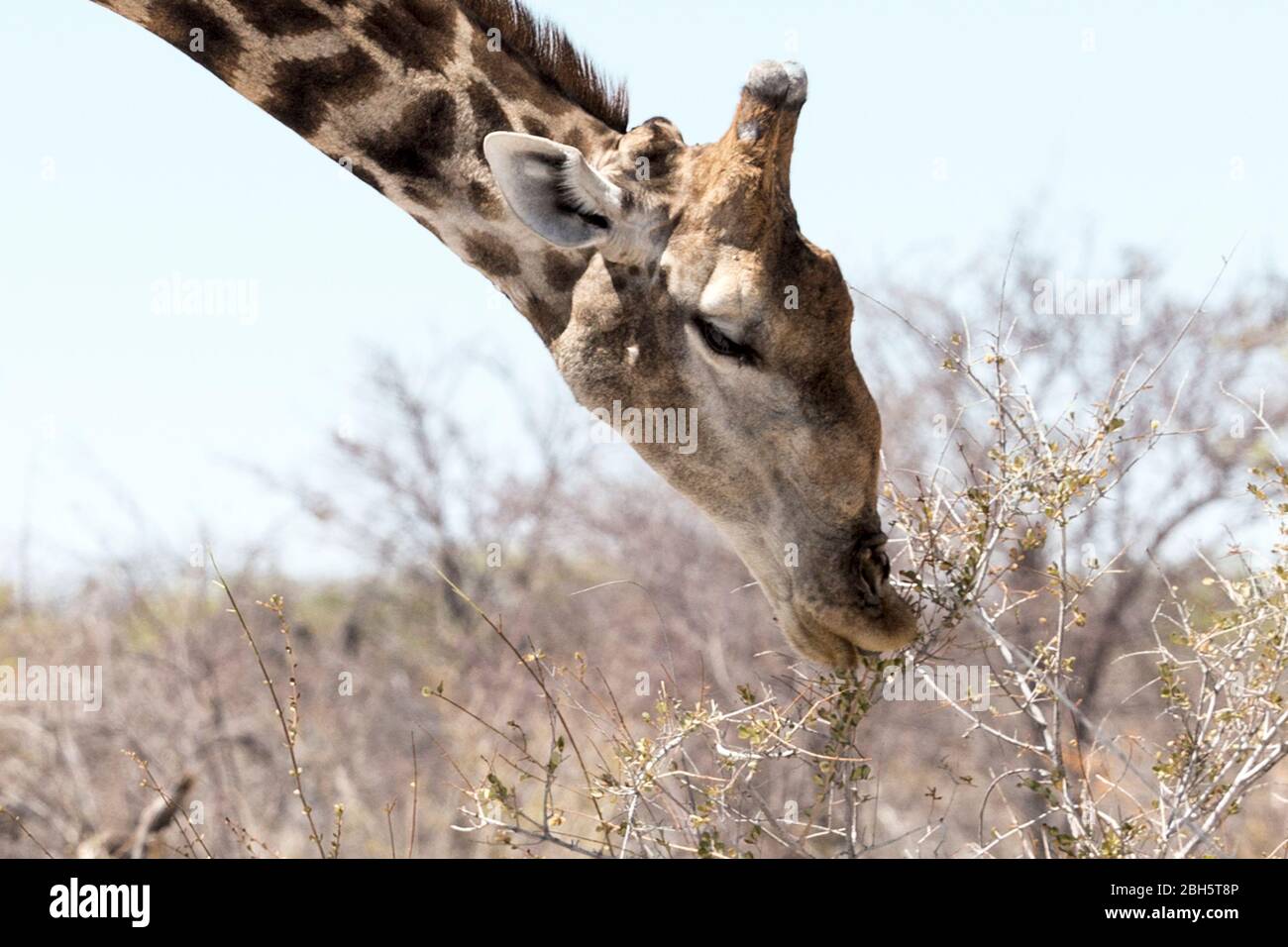 Angolan giraffe, Giraffa giraffa angolensis, aka Namibian giraffe, Etosha National Park, Namibia, Africa Stock Photo