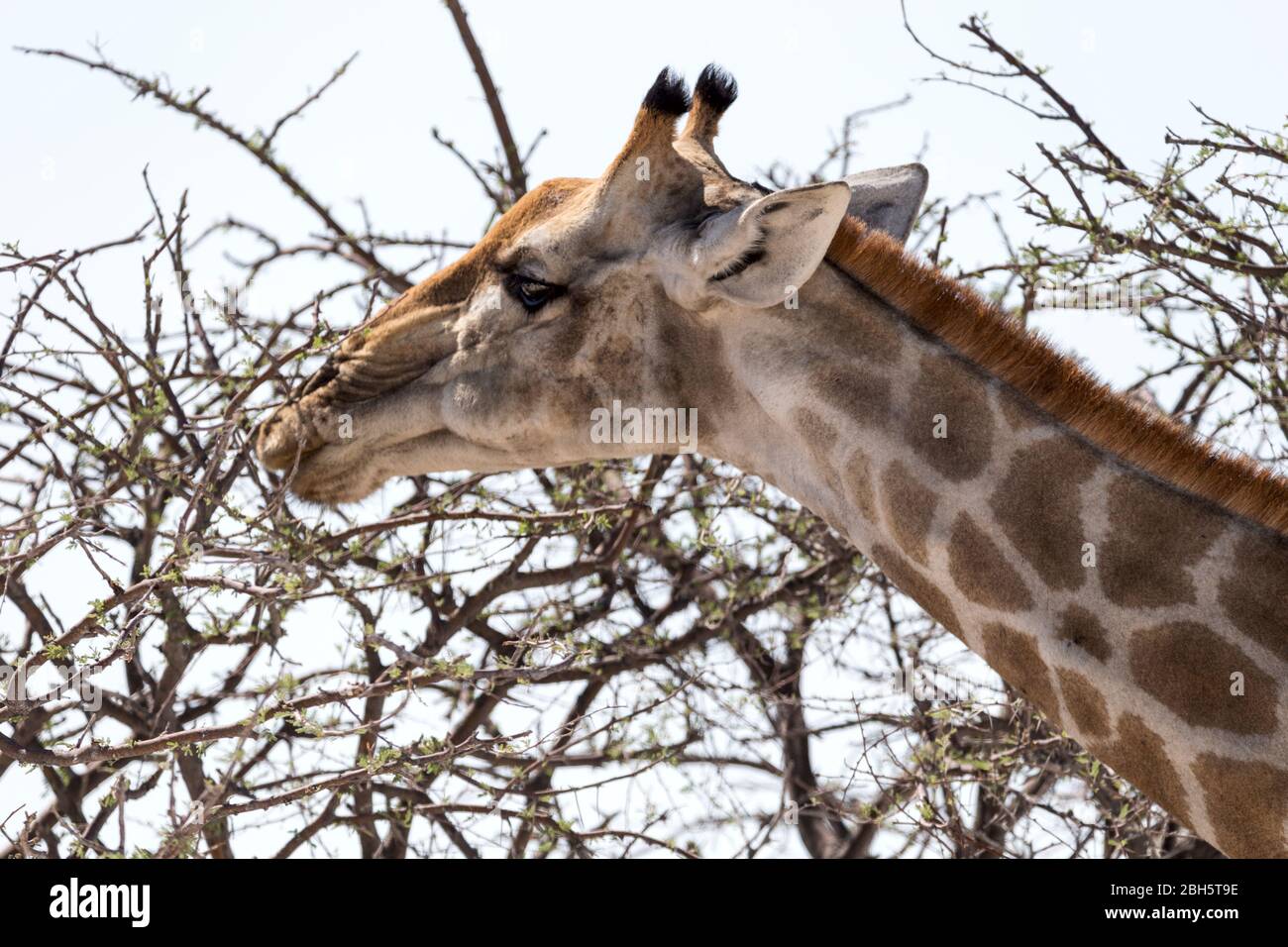 Angolan giraffe, Giraffa giraffa angolensis, aka Namibian giraffe, Etosha National Park, Namibia, Africa Stock Photo