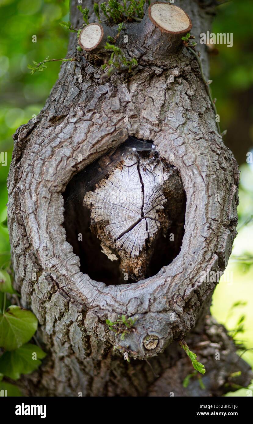 Hole in a tree stump hires stock photography and images Alamy