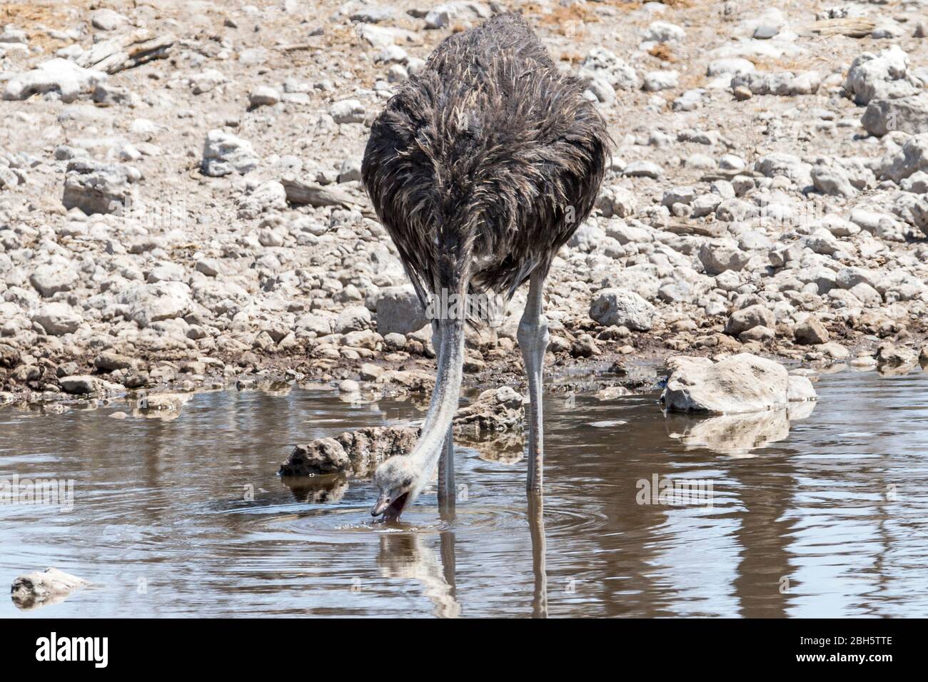 Female Ostrich, drinking at waterhole, Etosha National Park, Namibia, Africa Stock Photo