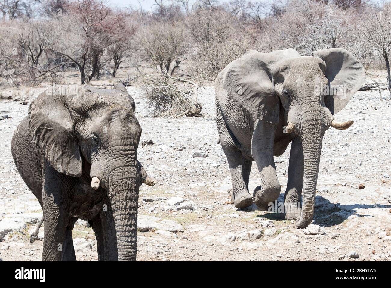 Bull Elephants, with the larger/older (right) telling the smaller/younger to let him through; Etosha National Park, Namibia, Africa Stock Photo