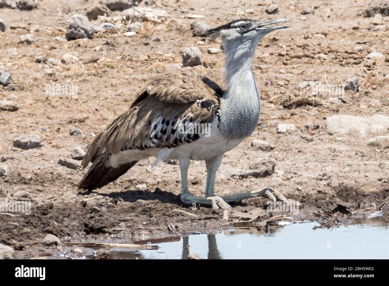Kori Bustard Ardeotis Kori World S Largest Flying Bird Drinking In Natural Waterhole Etosha National Park Namibia Africa Stock Photo Alamy Kori Bustard Ardeotis Kori World S Largest Flying Bird Drinking In Natural Waterhole Etosha National Park Namibia Africa Stock Photo Alamy