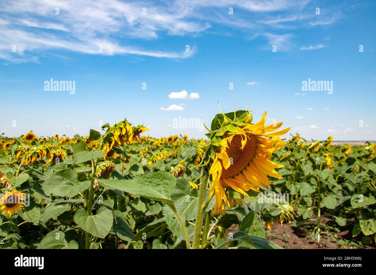 Ukrainian Sunflowers High Resolution Stock Photography and Images Alamy