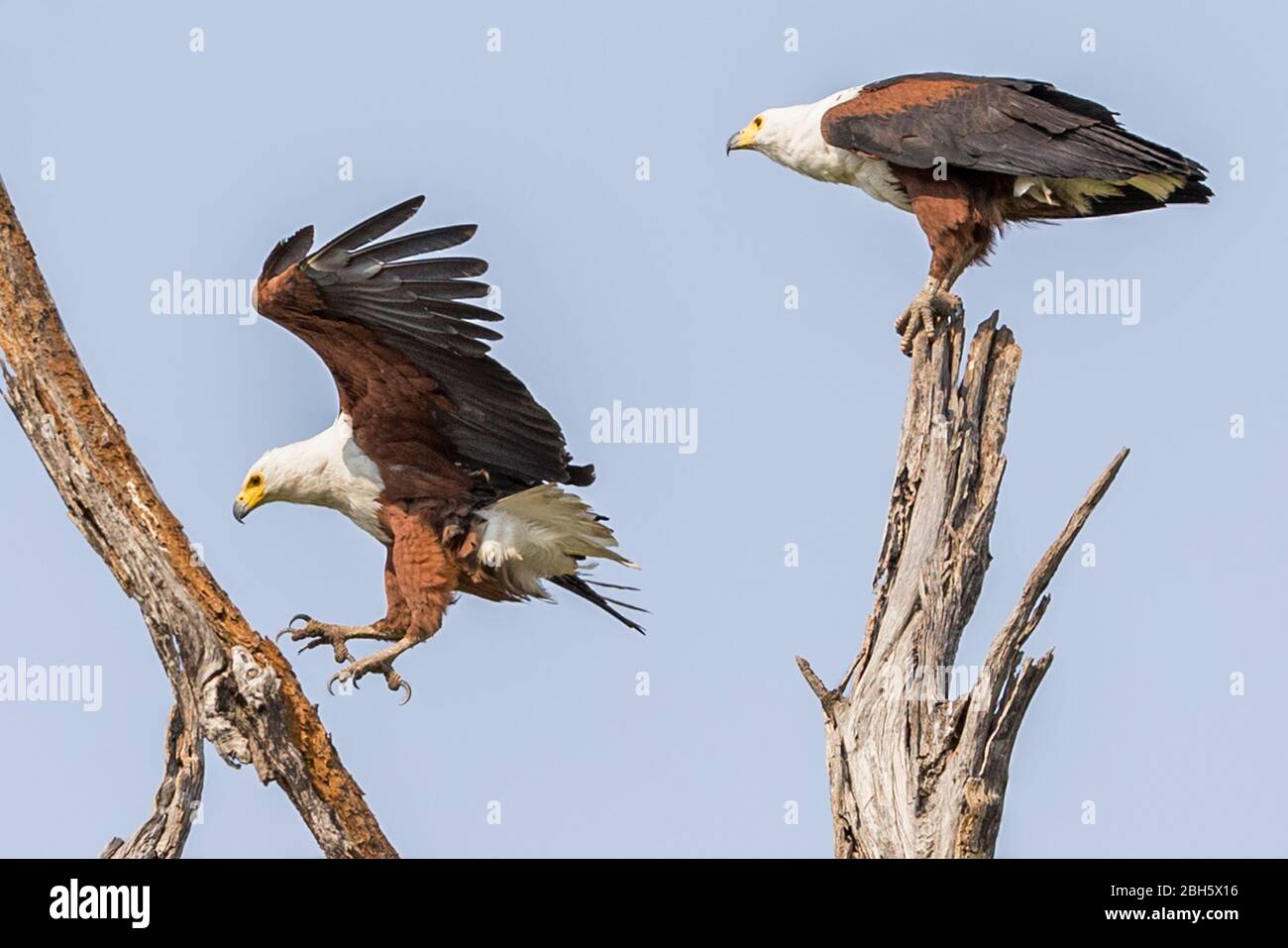 Male On Dead Tree Lookout With Mate Arriving African Fish Eagle Haliaeetus Vocifer Buffalo Game Park Aka Bwabwata National Park Caprivi Strip Nam Stock Photo Alamy