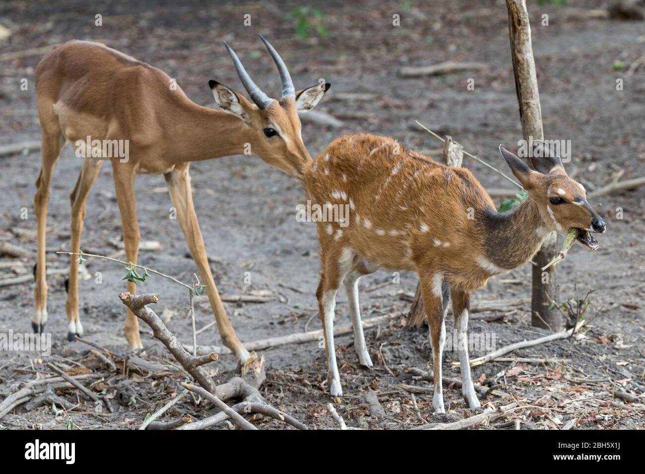 Immature male Impala pushing female Bushbuck who is eating fruit from tree, Buffalo Game Park aka Bwabwata National Park, Caprivi Strip, Namibia Stock Photo