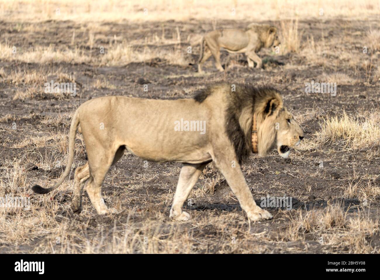 Adult male Lions with tracking collar & with background with scar on rear from recent fight & so lost weight as not able to hunt so easily, Nkasa Rupa Stock Photo