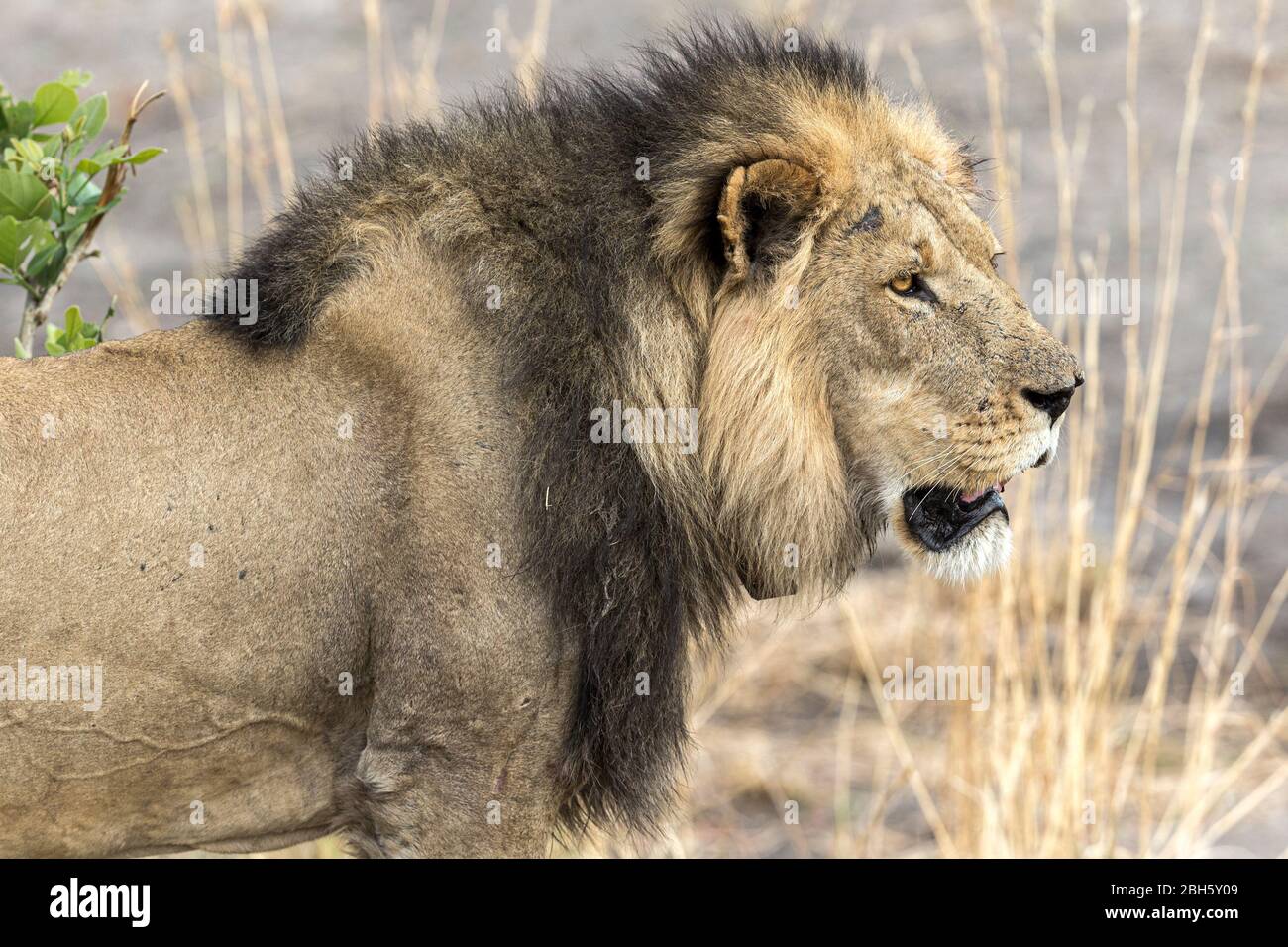 Mature male lion black mane hi-res stock photography and images - Alamy