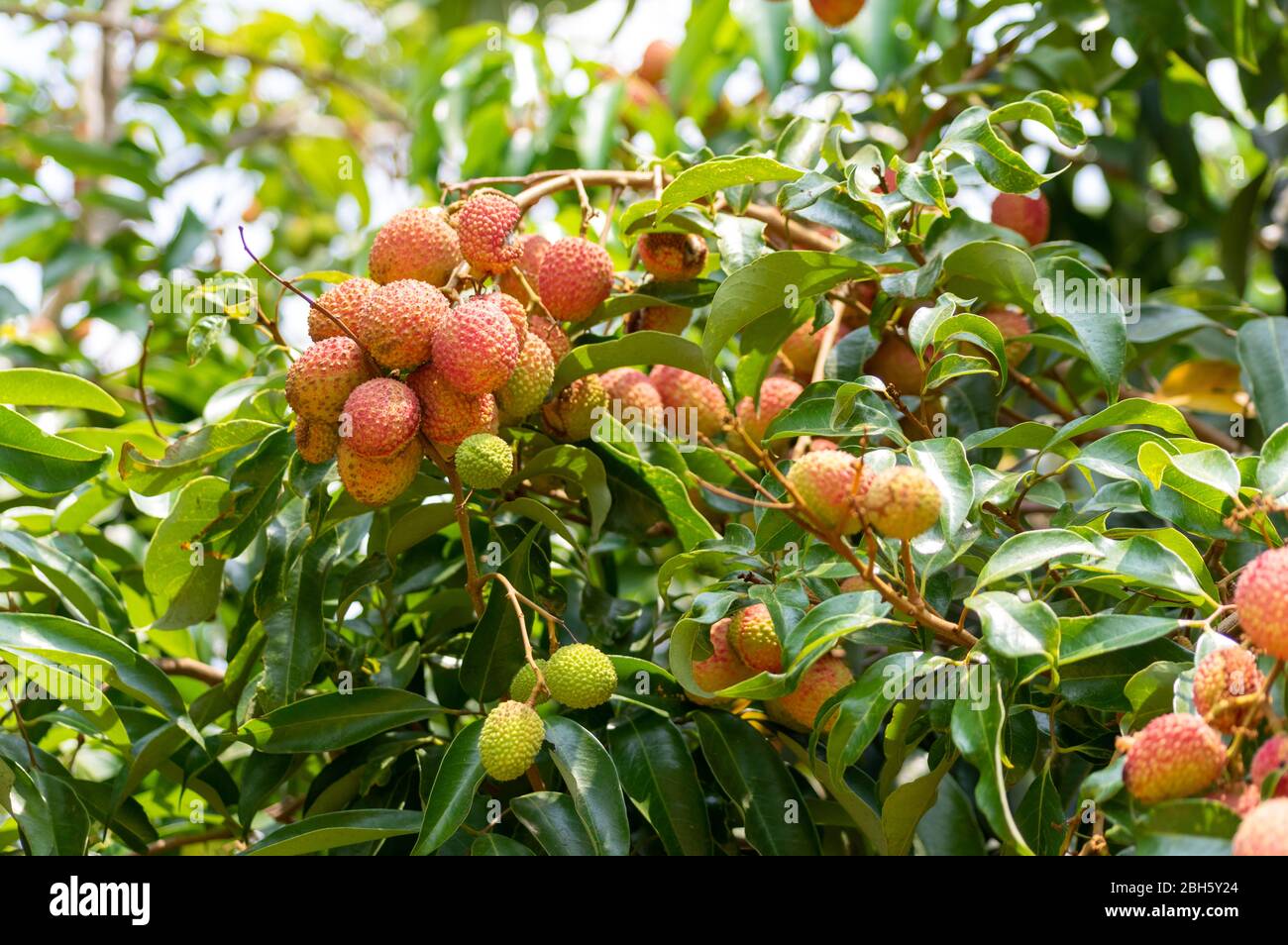 Too Ripe Lychee Picture of almost ripe lychee fruits hanging from the tree Stock Photo ...