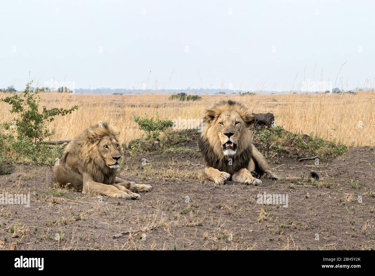 Mature male lion black mane hi-res stock photography and images - Alamy