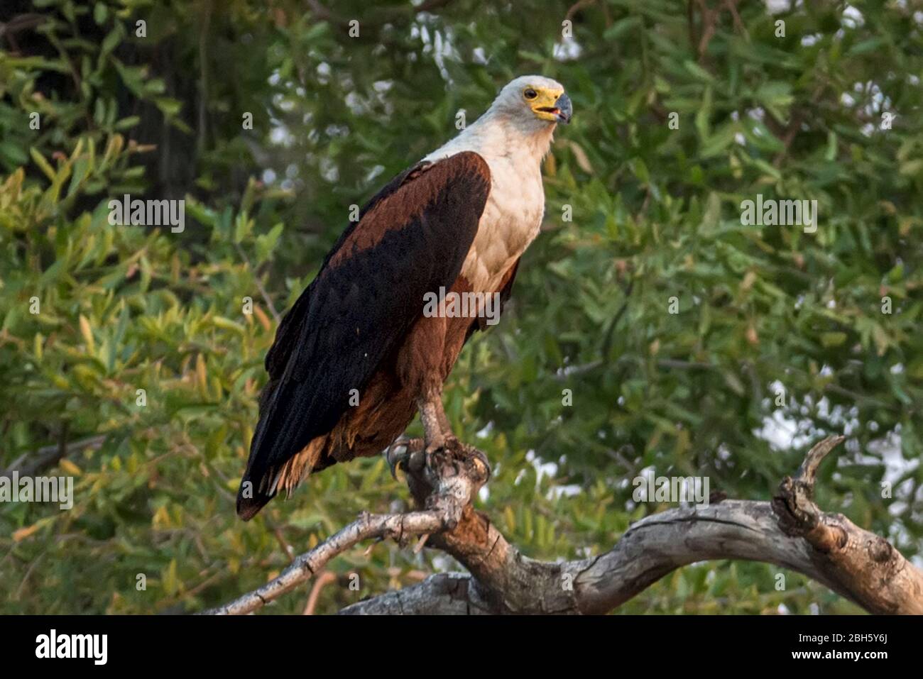 African Fish Eagle, Haliaeetus vocifer, Nkasa Rupara (Mamili) National ...