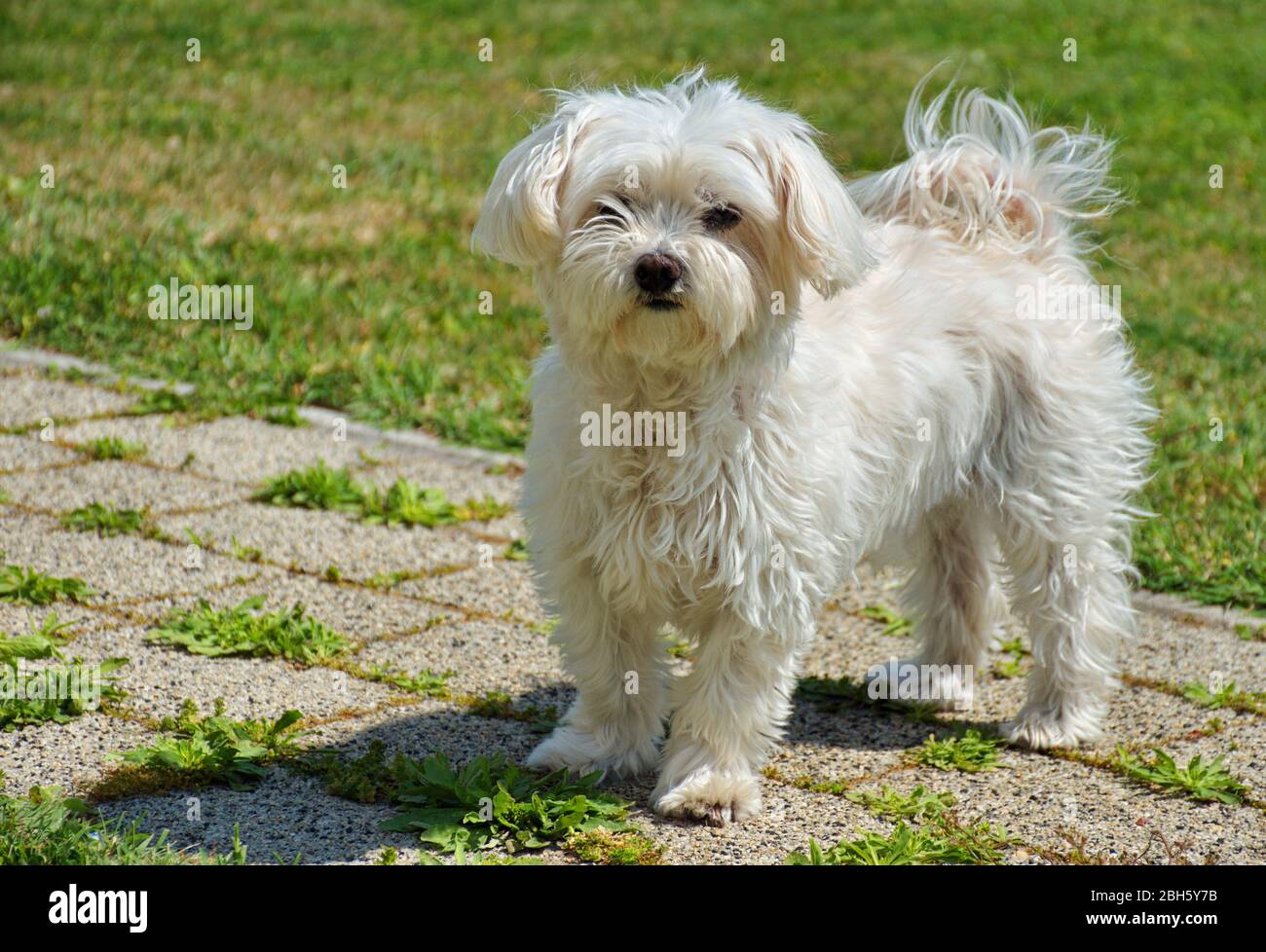 Portrait Of Cute Maltese Dog In The Backyard Stock Photo Alamy