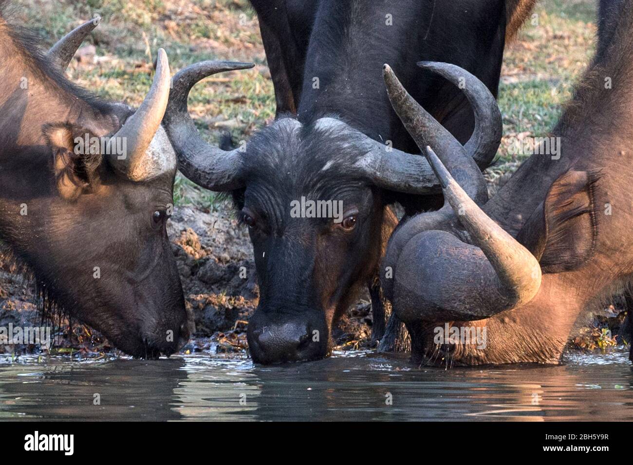 Cape Buffalo, drinking,  Zambezi, near Livingstone, Zambia, Africa Stock Photo