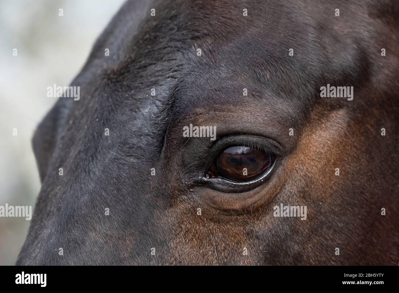 Close Up Of Horses Face High Resolution Stock Photography And Images Alamy