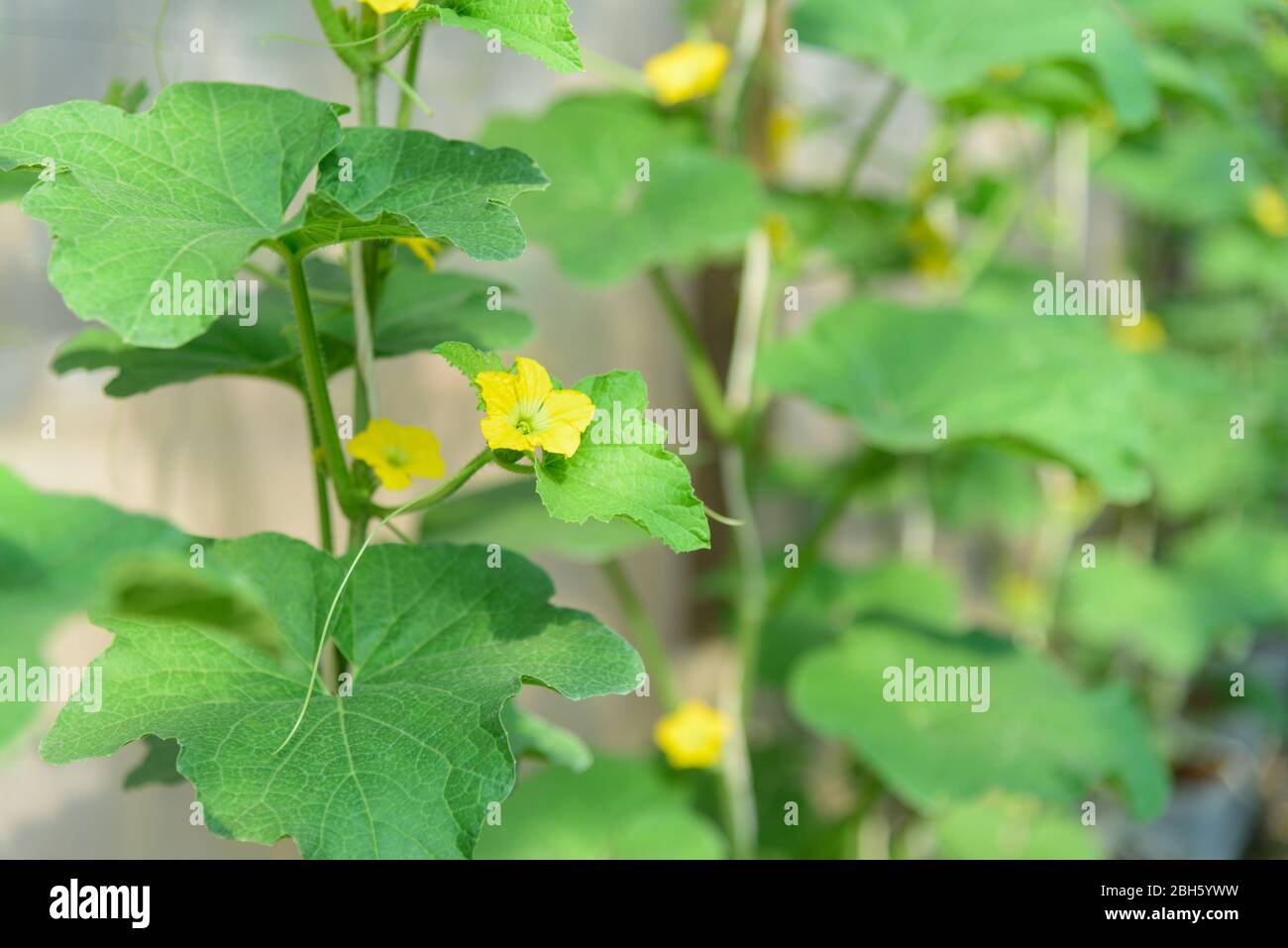 Fresh melon flower in garden Stock Photo Alamy