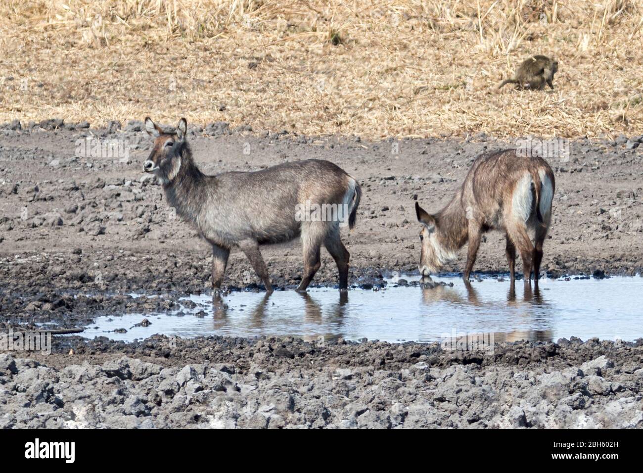 Female Defassa Waterbuck showing distinctive white rump only found in this area, waterhole, Nanzhila Plains, Kafue National Park, Zambia, Africa Stock Photo