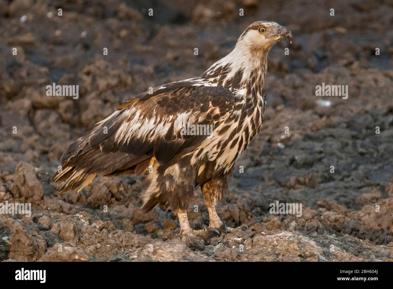 African Fish Eagle, Haliaeetus vocifer,  immature, scavenging fish from drying out pool, Nanzhila Plains, Kafue National Park, Zambia, Africa Stock Photo