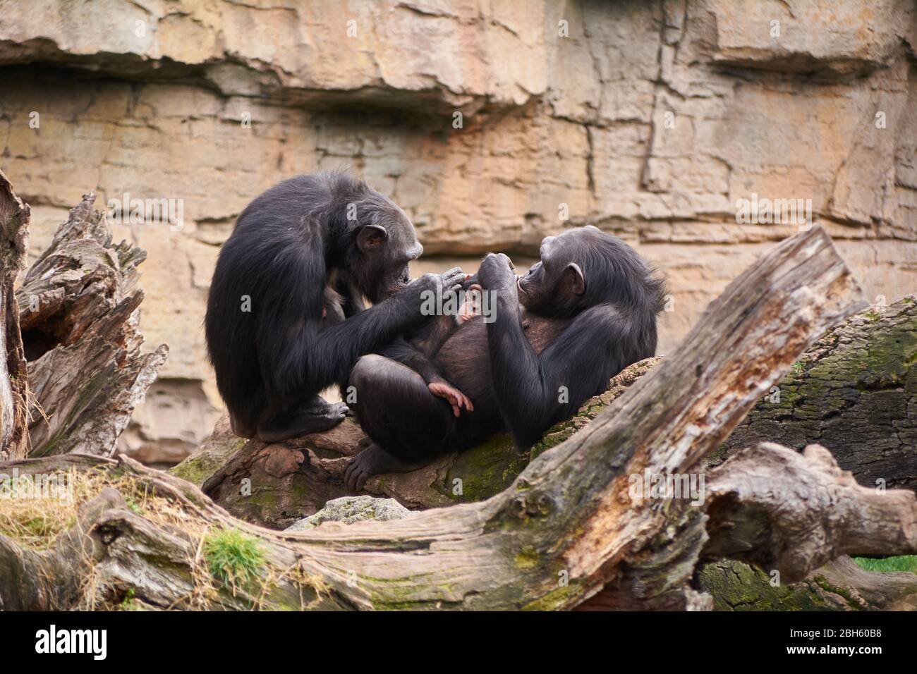 Love of two mothers in the animal kingdom. Mother's Love Stock Photo - Alamy