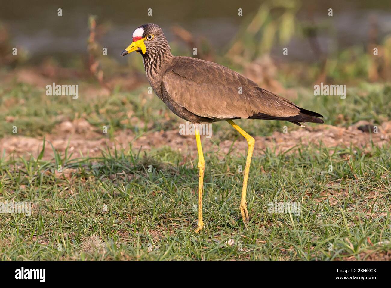 African wattled lapwing, Vanellus senegallus, aka Senegal wattled plover & wattled lapwing, Kafue River, Kafue National Park,  Zambia, Africa Stock Photo