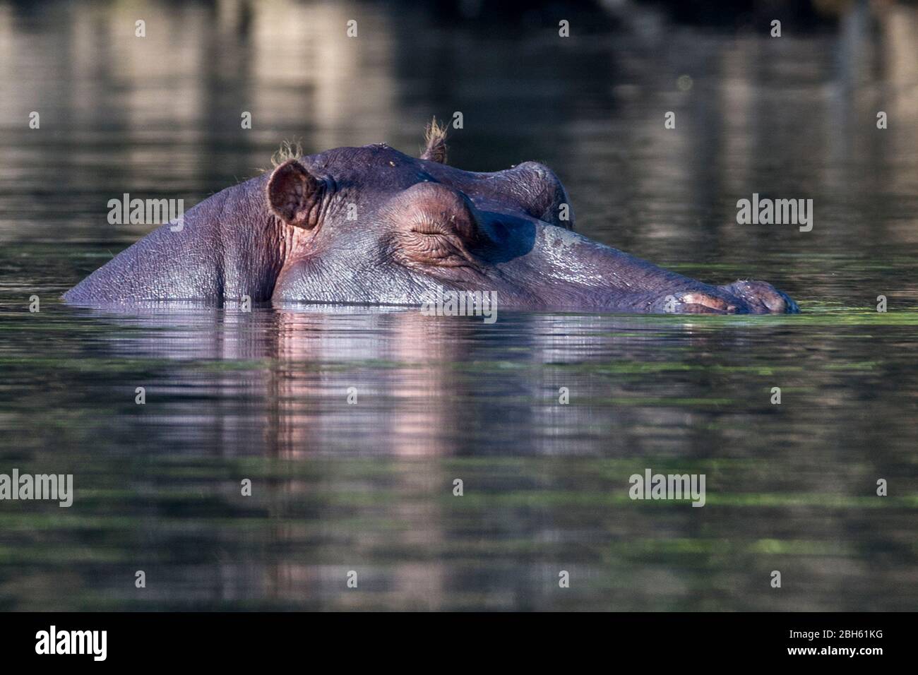 Hippopotamus,sleeping, Kafue River, Kafue National Park, Zambia, Africa Stock Photo