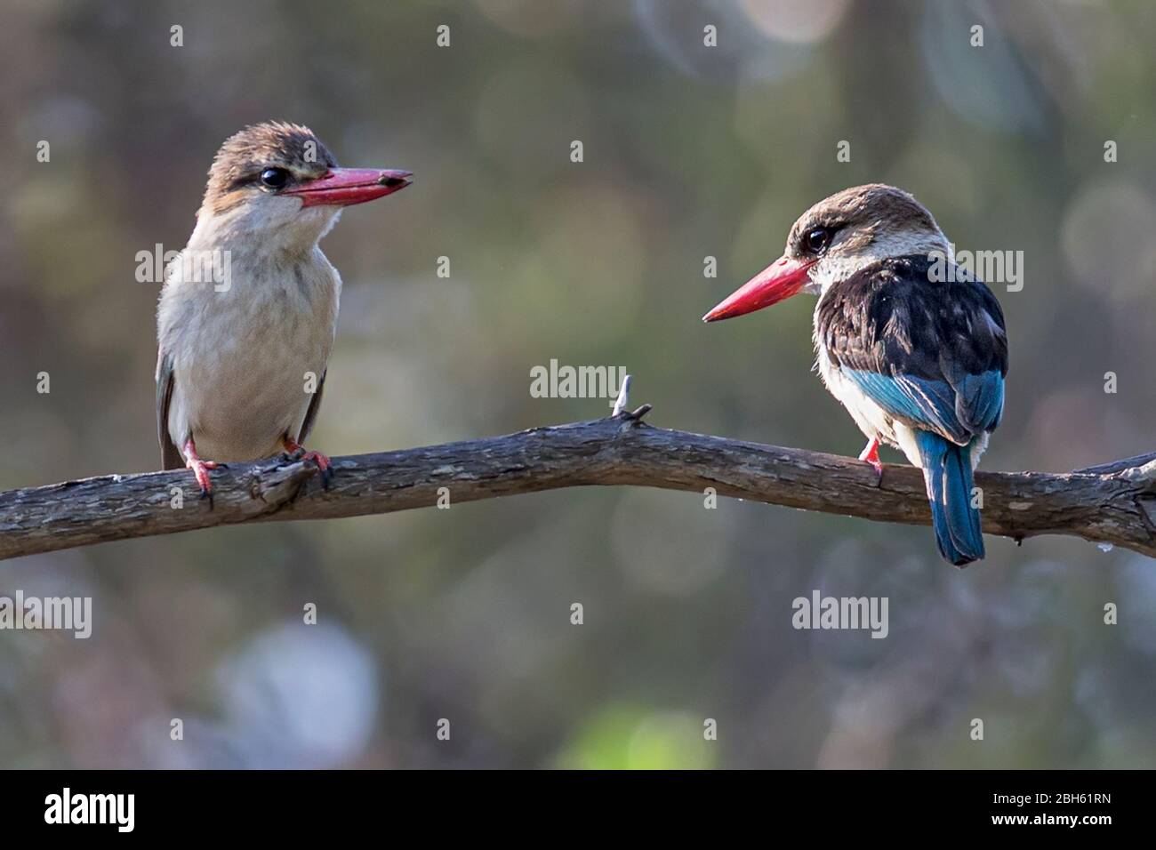Brown-hooded Kingfisher, Halcyon albiventris, one with insect, Kafue River, Kafue National Park, Zambia, Africa Stock Photo